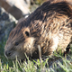 Illustration for article titled How to Manipulate a Beaver
